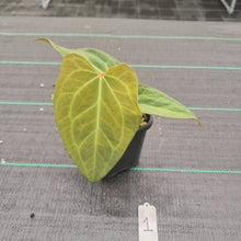 Load image into Gallery viewer, #1 Dark Anthurium Complex hybrid