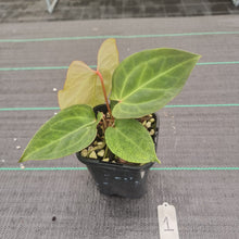 Load image into Gallery viewer, #1 Dark Anthurium Complex hybrid