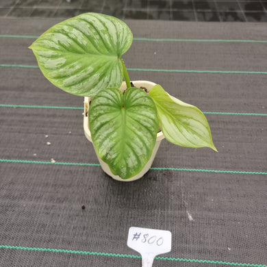 #800 Philodendron Silver Cloud