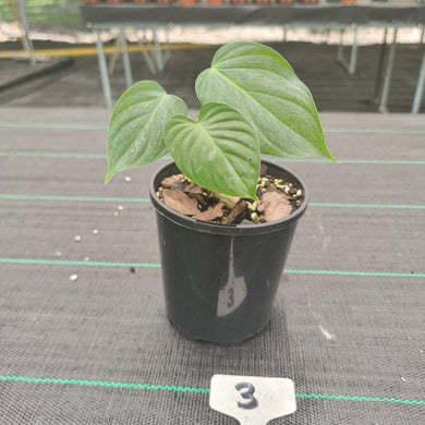 #3 Philodendron Majestic - Rooted/Shot cutting