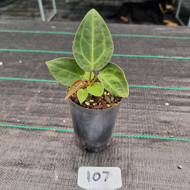 #107 Dark Anthurium Complex hybrid