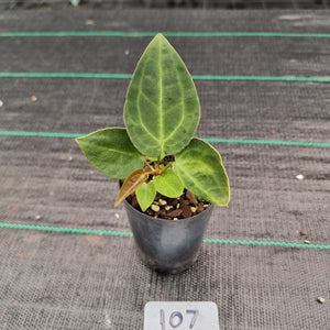 #107 Dark Anthurium Complex hybrid