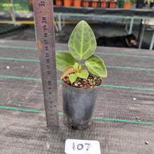 Load image into Gallery viewer, #107 Dark Anthurium Complex hybrid