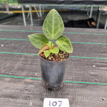 Load image into Gallery viewer, #107 Dark Anthurium Complex hybrid