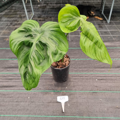 #615 Philodendron Tenue x Plowmanii - Rooted Tip Cutting