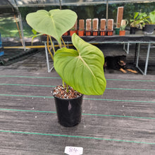 Load image into Gallery viewer, #84 Philodendron Dean McDowell