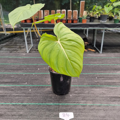 #84 Philodendron Dean McDowell