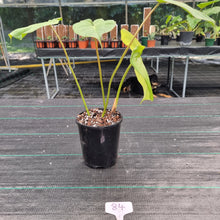 Load image into Gallery viewer, #84 Philodendron Dean McDowell