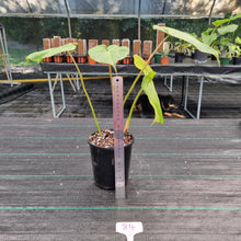 Load image into Gallery viewer, #84 Philodendron Dean McDowell