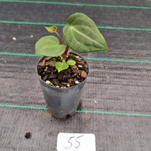 Load image into Gallery viewer, #55 Anthurium Magnificum x Forgetii Seedling