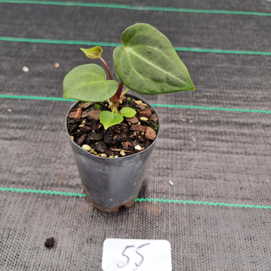 #55 Anthurium Magnificum x Forgetii Seedling