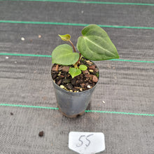 Load image into Gallery viewer, #55 Anthurium Magnificum x Forgetii Seedling