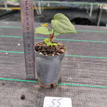 Load image into Gallery viewer, #55 Anthurium Magnificum x Forgetii Seedling