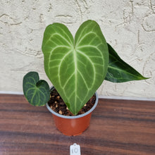 Load image into Gallery viewer, #10 Anthurium Leuconeurum