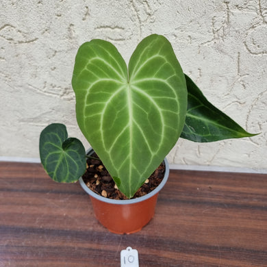 #10 Anthurium Leuconeurum