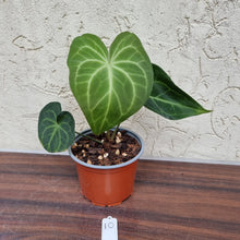Load image into Gallery viewer, #10 Anthurium Leuconeurum