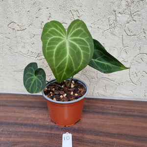 #10 Anthurium Leuconeurum