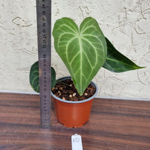 Load image into Gallery viewer, #10 Anthurium Leuconeurum