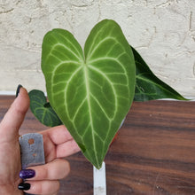 Load image into Gallery viewer, #10 Anthurium Leuconeurum