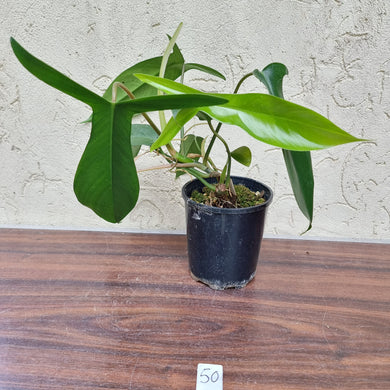 #50 Philodendron 69686 - 'Big Ears'
