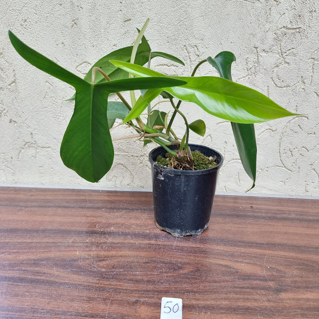 #50 Philodendron 69686 - 'Big Ears'