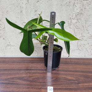 #50 Philodendron 69686 - 'Big Ears'