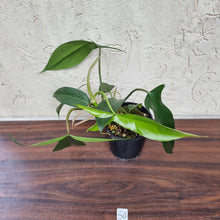 Load image into Gallery viewer, #50 Philodendron 69686 - &#39;Big Ears&#39;
