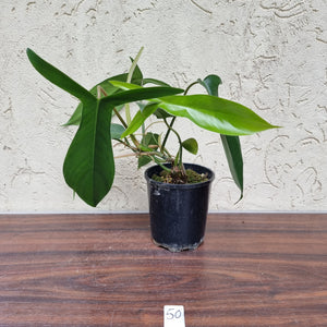 #50 Philodendron 69686 - 'Big Ears'