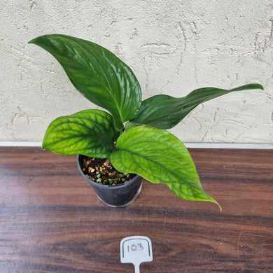 #103 Monstera Peru / Karstenianum