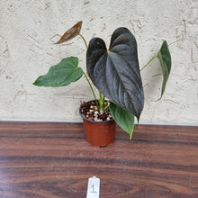 Load image into Gallery viewer, #1 Anthurium Moodeanum