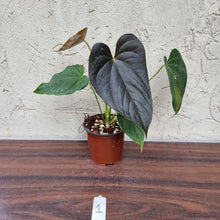 Load image into Gallery viewer, #1 Anthurium Moodeanum