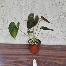 Load image into Gallery viewer, #1 Anthurium Moodeanum