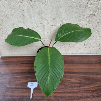 #Z Philodendron Geniculatum