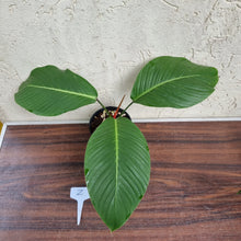 Load image into Gallery viewer, #Z Philodendron Geniculatum