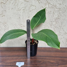 Load image into Gallery viewer, #Z Philodendron Geniculatum