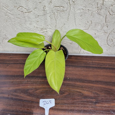 #103 Philodendron Golden Erubescens