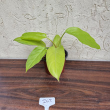 Load image into Gallery viewer, #103 Philodendron Golden Erubescens