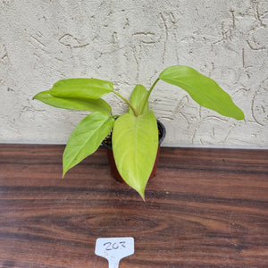 #103 Philodendron Golden Erubescens