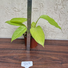 Load image into Gallery viewer, #103 Philodendron Golden Erubescens