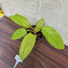 Load image into Gallery viewer, #103 Philodendron Golden Erubescens