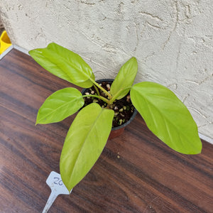 #103 Philodendron Golden Erubescens