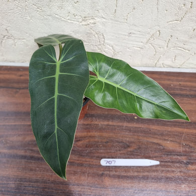 #707 Philodendron Maximum