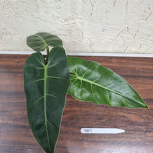 Load image into Gallery viewer, #707 Philodendron Maximum
