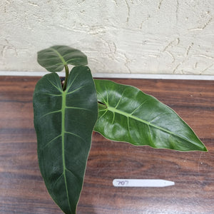 #707 Philodendron Maximum
