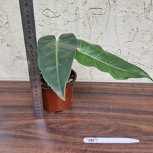 Load image into Gallery viewer, #707 Philodendron Maximum