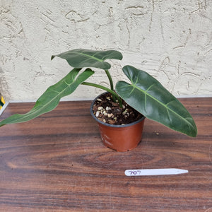 #707 Philodendron Maximum