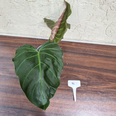 #N Philodendron Corsinianum / 'Bronze Shield'