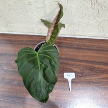 Load image into Gallery viewer, #N Philodendron Corsinianum / &#39;Bronze Shield&#39;