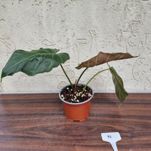 Load image into Gallery viewer, #N Philodendron Corsinianum / &#39;Bronze Shield&#39;