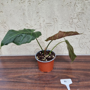 #N Philodendron Corsinianum / 'Bronze Shield'